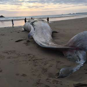 gestrandeter Wal in der Bretagne, auf der Halbinsel Crozon