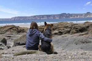 Felix der Schäferhund mit seiner besten Freundin am Strand Goulien
