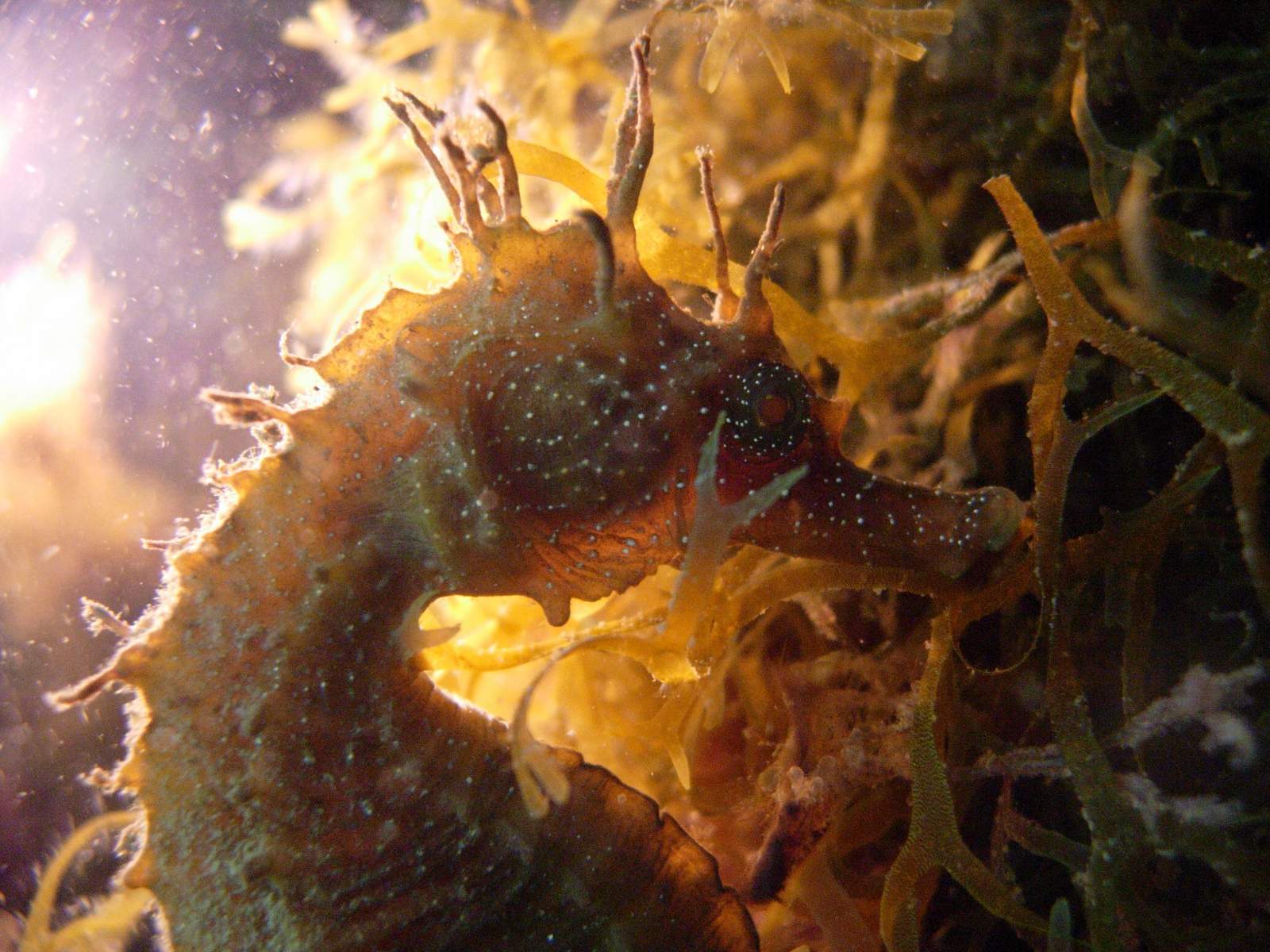 ein braunes Seepferchen im Schutz der Unterwasserpflanzen
