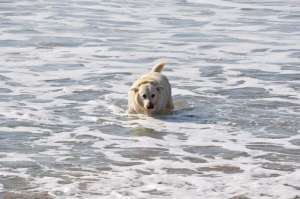 Labrador Emile liebt es am Strand La Palue baden zu gehen
