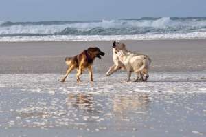 Drei Hunde beim spielen am Strand La Palue