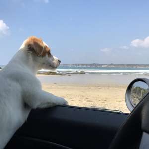 Splint, der Tierschutzhund beobachtet gerne die Surfer am Strand Goulien