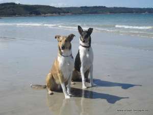 Hunde am Bretagne-Strand