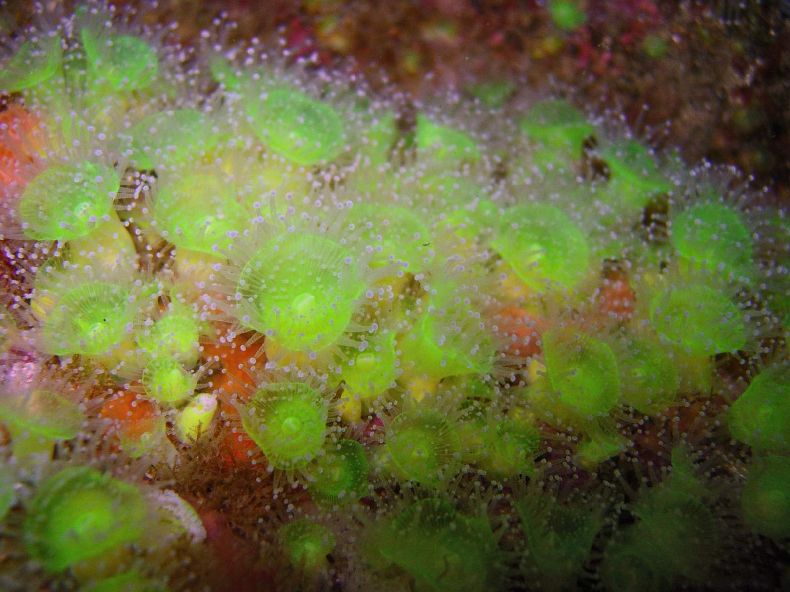 grün leuchtende Seeanemone