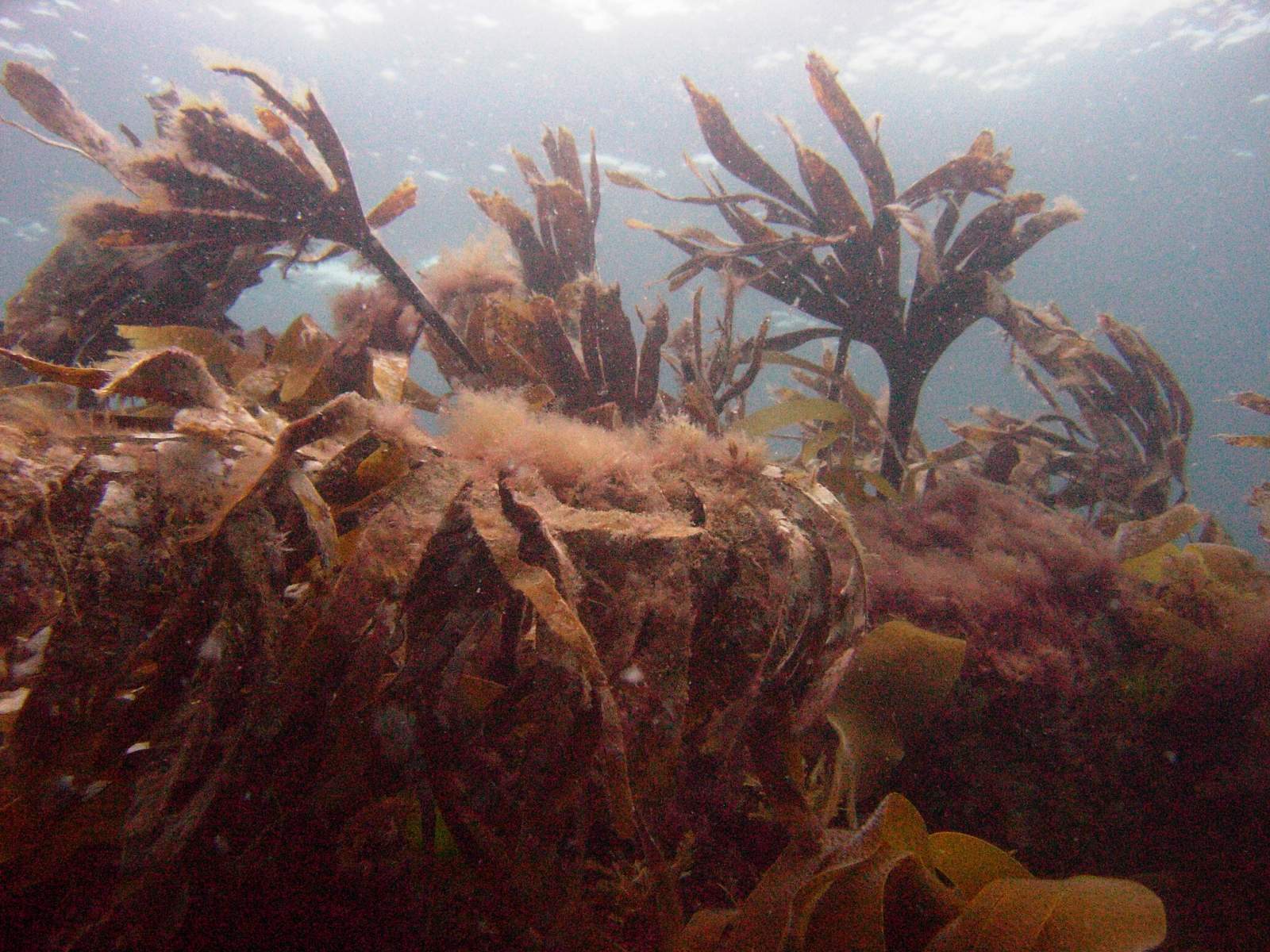 grosse Kelb Unterwasserpflanzen am Kador